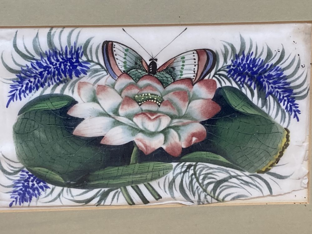 Three Cantonese pith paper paintings, depicting flowers and insects